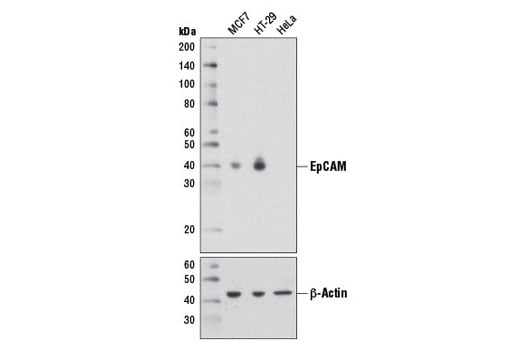 Western Blotting Image 1: EpCAM (D1B3) Rabbit mAb