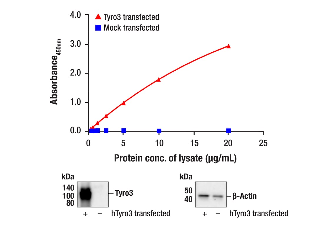 ELISA Image 1: PathScan<sup>®</sup> Total Tyro3 Sandwich ELISA Kit