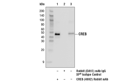 undefined Image 4: PhosphoPlus<sup>®</sup> CREB (Ser133) Antibody Duet