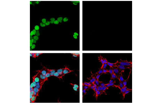 Immunofluorescence Image 1: PRDM14 (E1D5S) XP<sup>®</sup> Rabbit mAb