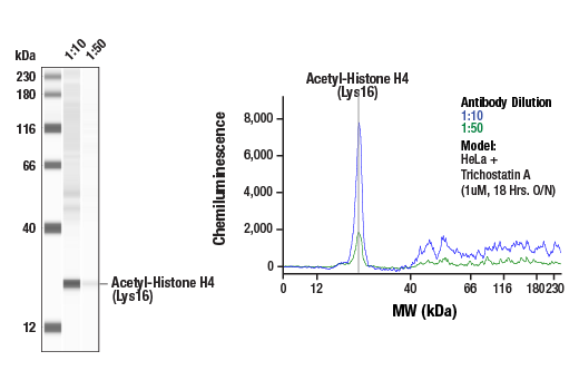 Western Blotting Image 1: Acetyl-Histone H4 (Lys16) (E2B8W) Rabbit mAb