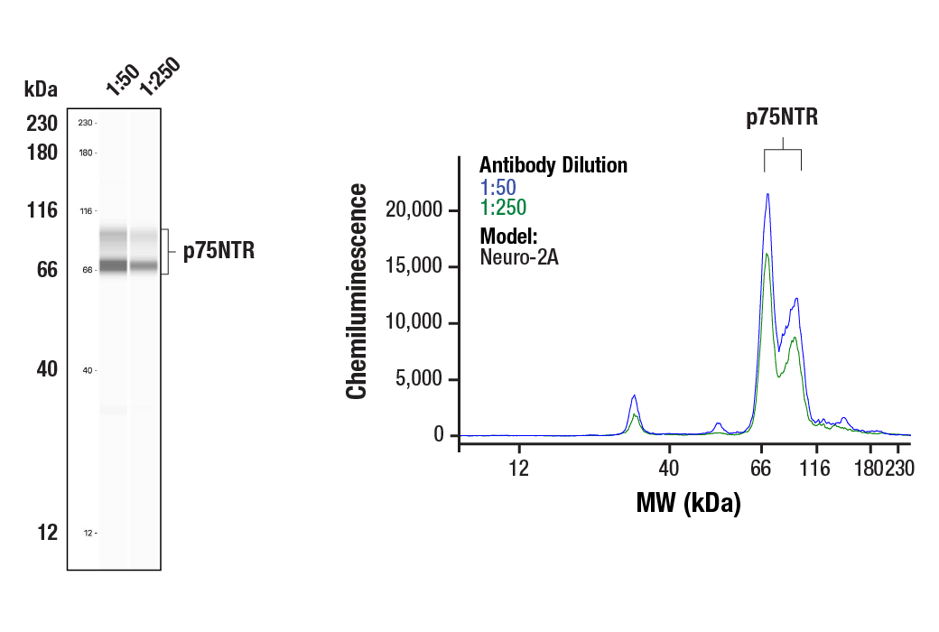 Western Blotting Image 1: p75NTR (E7I3M) Rabbit mAb