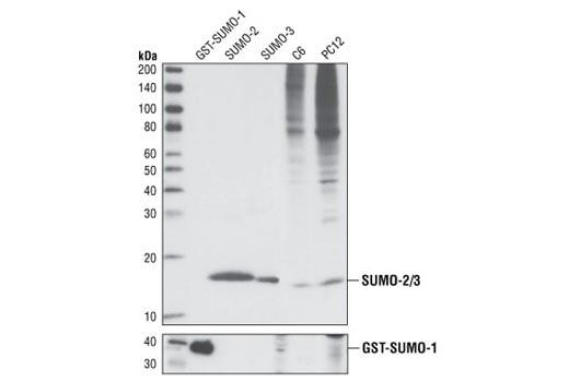 Western Blotting Image 1: SUMO-2/3 (18H8) Rabbit mAb