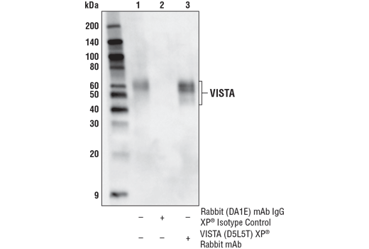 Immunoprecipitation Image 1: VISTA (D5L5T) XP<sup>®</sup> Rabbit mAb