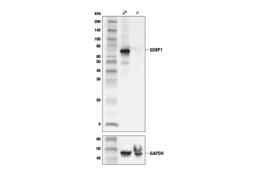 Western Blotting Image 2: G3BP1 (E9G1M) XP<sup>®</sup> Rabbit mAb