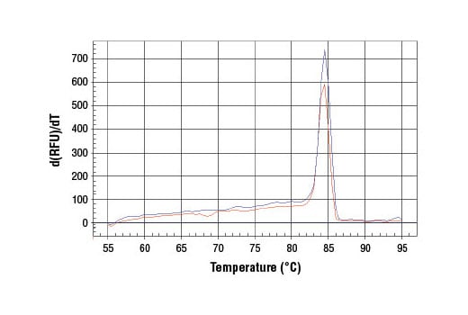 undefined Image 1: SimpleChIP<sup>®</sup> Mouse NQO1 Promoter Primers