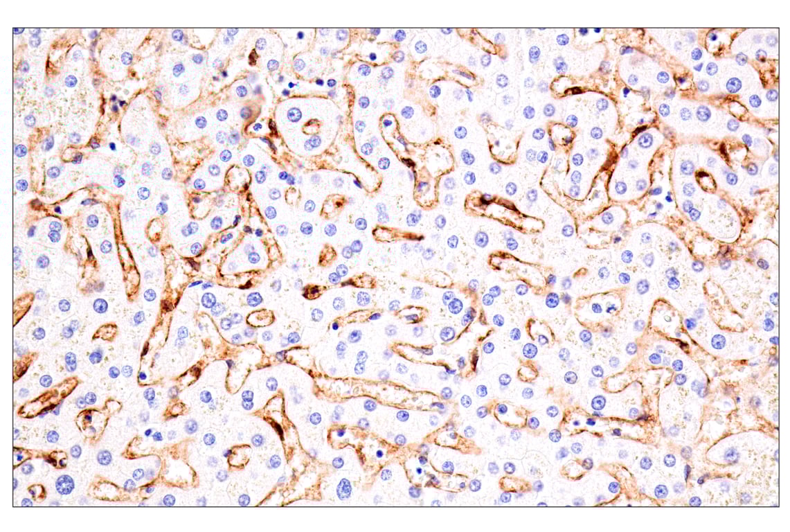 Immunohistochemistry Image 5: Claudin-5 (E5D9Y) Rabbit mAb