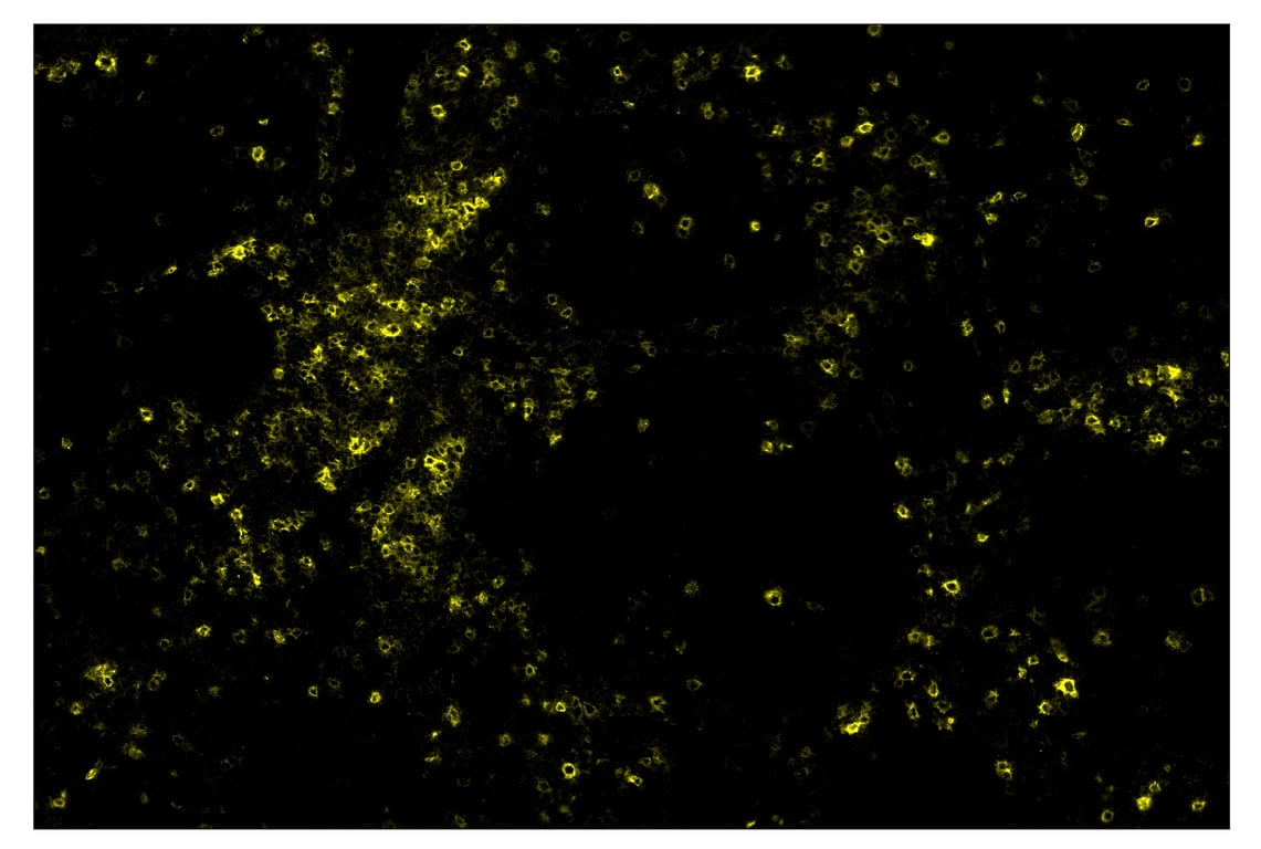 Immunohistochemistry Image 3: ICOS (D1K2T<sup>™</sup>) & CO-0027-647 SignalStar<sup>™</sup> Oligo-Antibody Pair