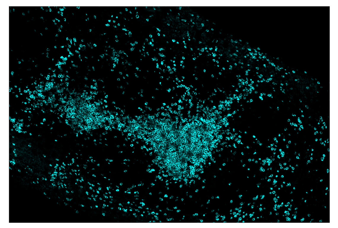 Immunohistochemistry Image 5: CD3ε (E4T1B) & CO-0048-750 SignalStar<sup>™</sup> Oligo-Antibody Pair