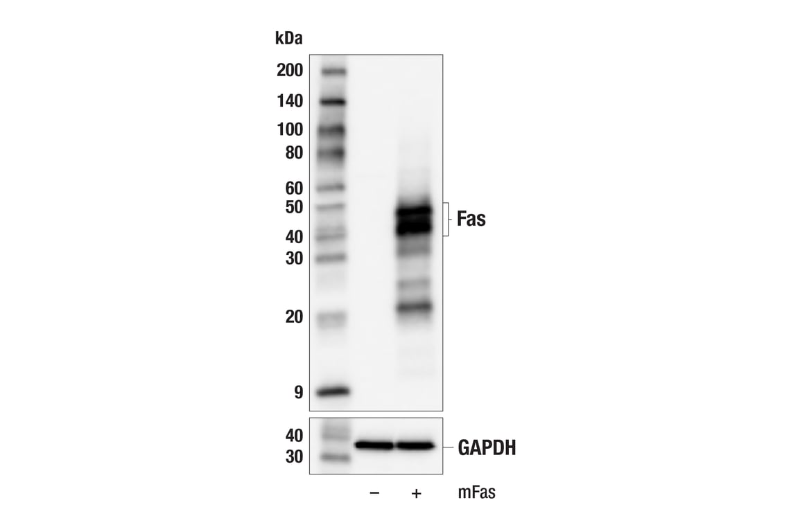 Western Blotting Image 2: Fas (F7B6N) Rabbit mAb