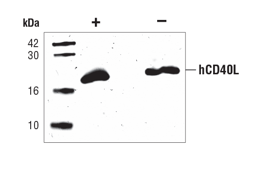 undefined Image 2: Human CD40 Ligand (hCD40L) Recombinant Protein