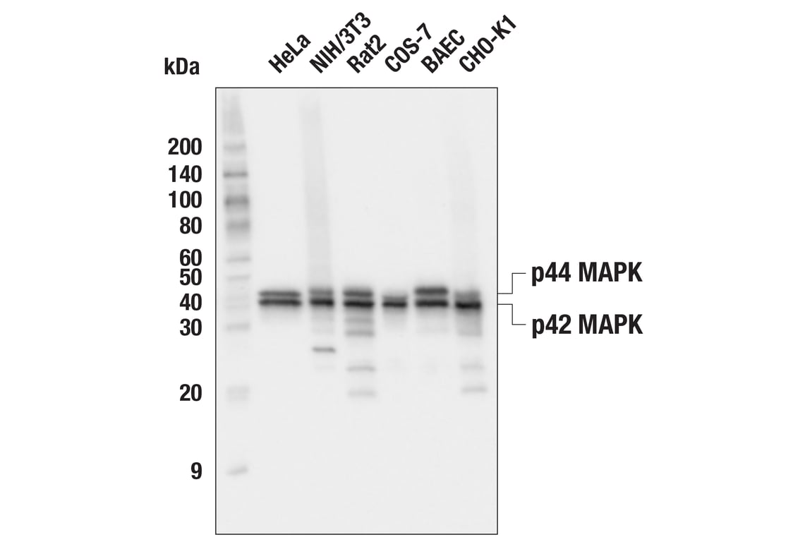Western Blotting Image 1: p44/42 MAPK (Erk1/2) (L34F12) Mouse mAb