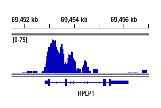 CUT & RUN Image 1: POU2F3 (E5N2D) XP<sup>®</sup> Rabbit mAb