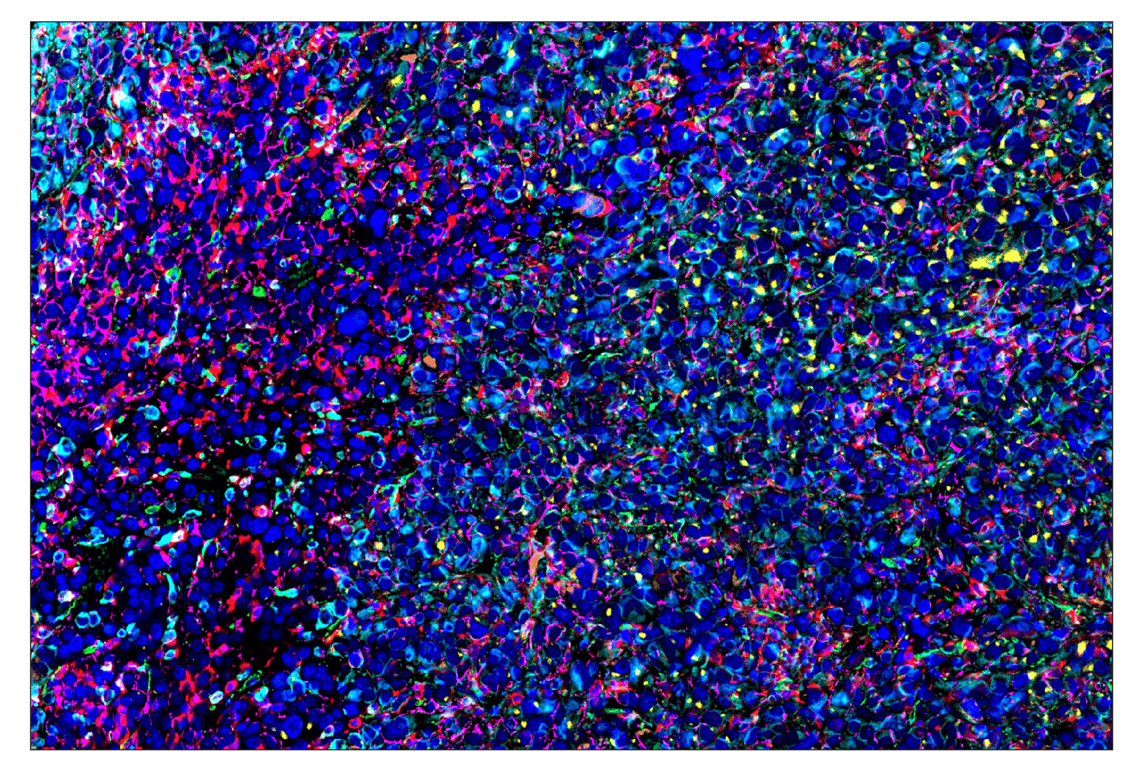 Immunohistochemistry Image 8: TCF1/TCF7 (C63D9) & CO-0006-594 SignalStar<sup>™</sup> Oligo-Antibody Pair