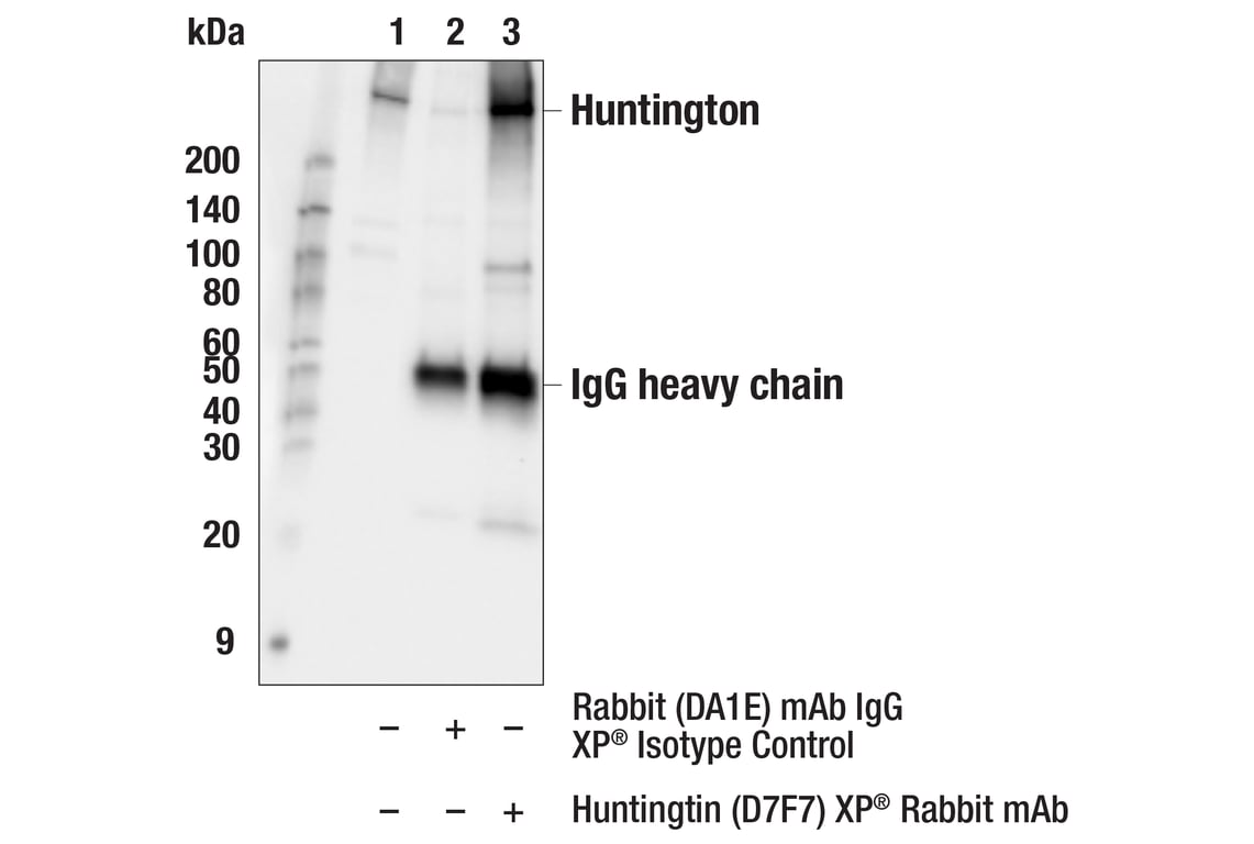 Immunoprecipitation Image 1: Huntingtin (D7F7) XP<sup>®</sup> Rabbit mAb