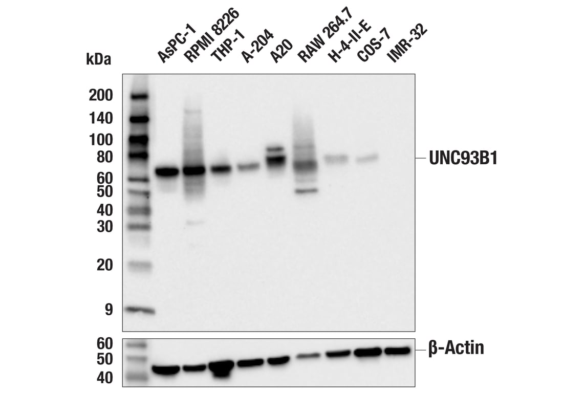 Western Blotting Image 1: UNC93B1 (E6C3E) Rabbit mAb