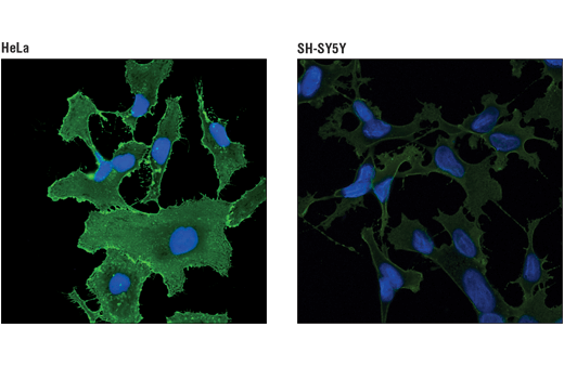 Immunofluorescence Image 1: 4F2hc/SLC3A2 (D3F9D) XP<sup>®</sup> Rabbit mAb (BSA and Azide Free)