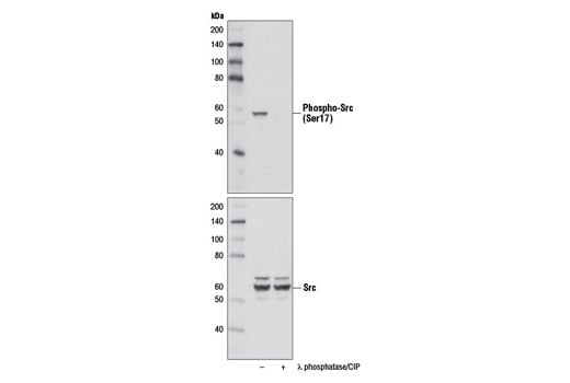 Western Blotting Image 1: Phospho-Src (Ser17) (D7F2Q) Rabbit mAb