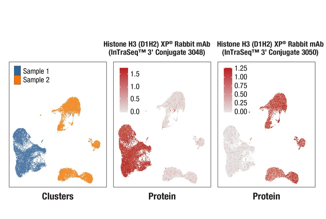 SCA Image 1: Histone H3 (D1H2) XP® Rabbit mAb (InTraSeq™ 3' Conjugate 3050)