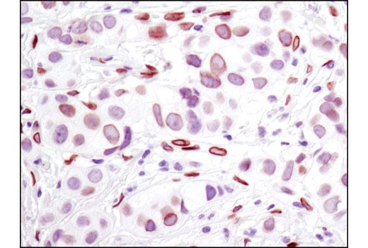 undefined Image 37: Microglia Cross Module Antibody Sampler Kit