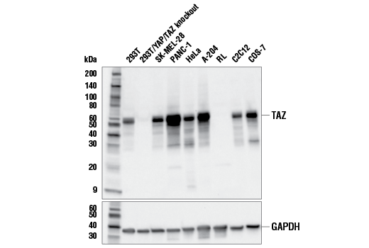 Western Blotting Image 1: TAZ (E9J5A) XP<sup>®</sup> Rabbit mAb