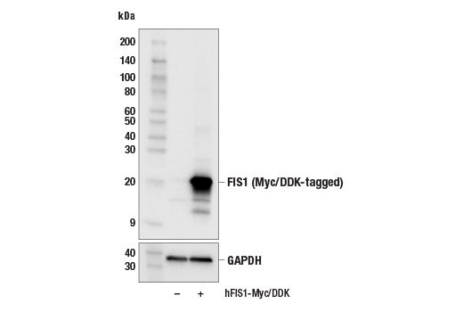 FIS1 (E3K9O) Rabbit mAb