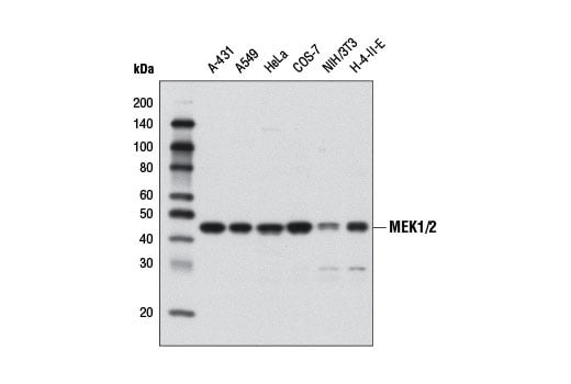 undefined Image 1: PhosphoPlus<sup>®</sup> MEK1/2 (Ser217/Ser221) Antibody Duet