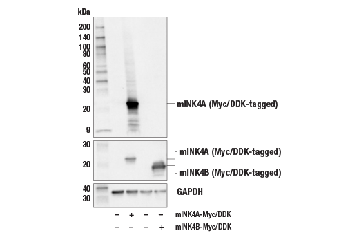 Western Blotting Image 1: p16 INK4A (E5F3Y) Rabbit mAb