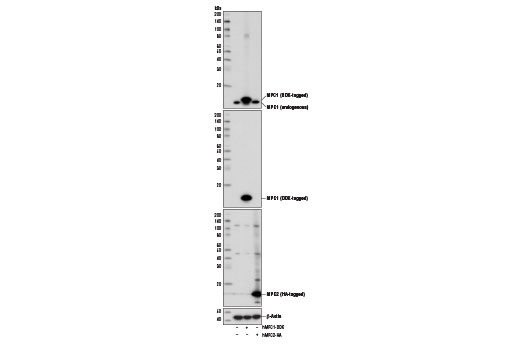 Western Blotting Image 2: MPC1 (D2L9I) Rabbit mAb