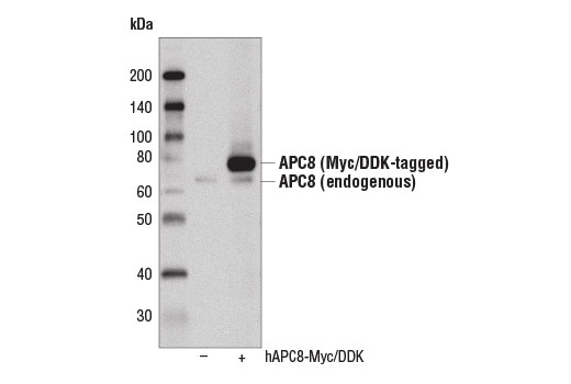 Western Blotting Image 3: APC8 (D5O2D) Rabbit mAb