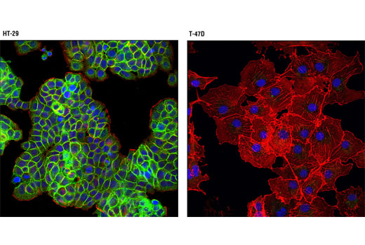 Immunofluorescence Image 1: Met (D1C2) XP<sup>®</sup> Rabbit mAb (BSA and Azide Free)