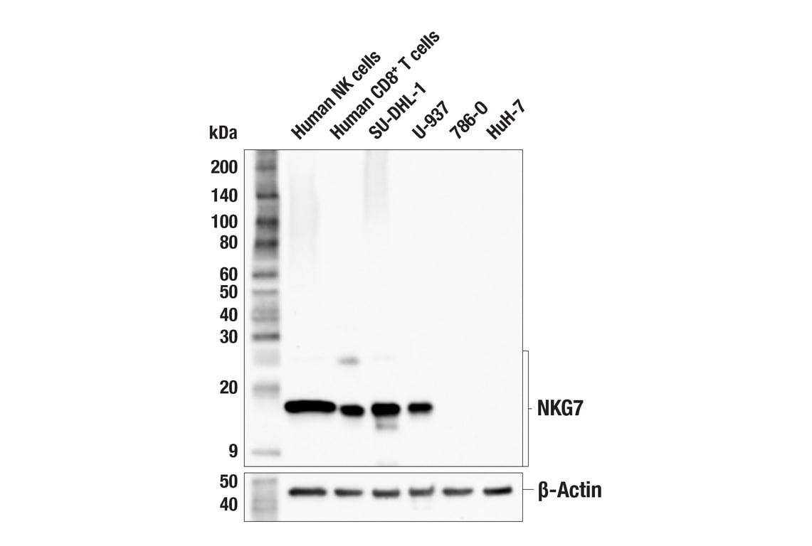 Western Blotting Image 1: NKG7 (F4V5I) Rabbit mAb (BSA and Azide Free)