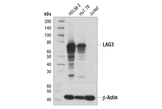 Western Blotting Image 1: LAG3 (D2G4O<sup>™</sup>) XP<sup>®</sup> Rabbit mAb (BSA and Azide Free)