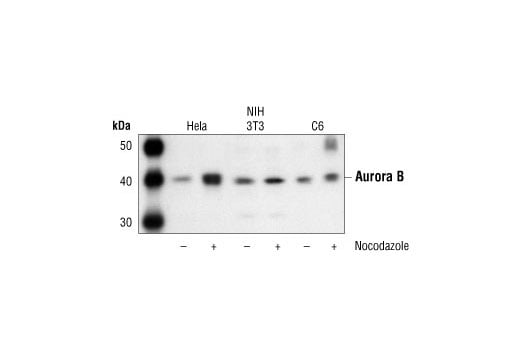 undefined Image 4: Aurora Antibody Sampler Kit