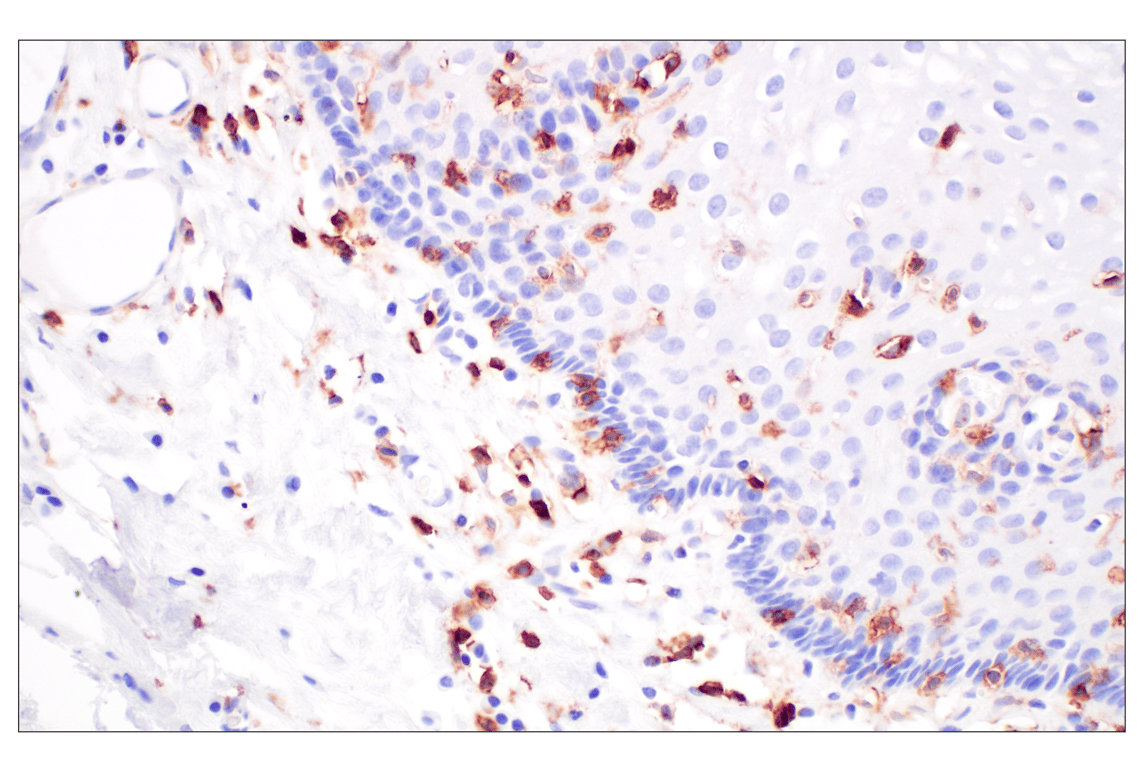 Immunohistochemistry Image 7: CD4 (MSVA-004R) Rabbit mAb