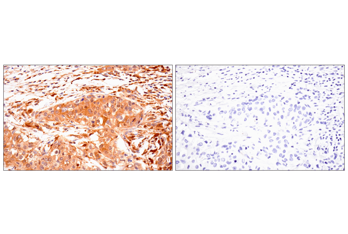 Immunohistochemistry Image 8: TRIM21 (D1O1D) Rabbit mAb