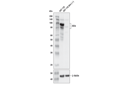 Western Blotting Image 2: Alix (E4T7U) Rabbit mAb