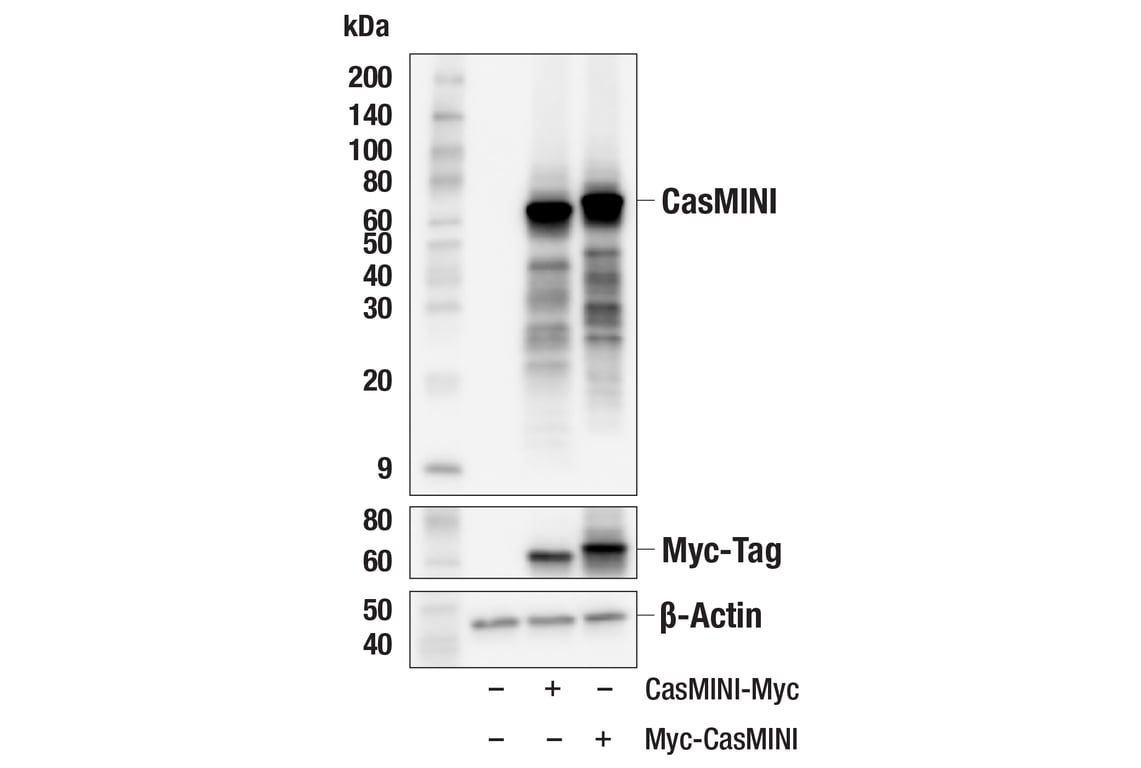 Western Blotting Image 1: CasMINI (8H6-A8) Mouse mAb