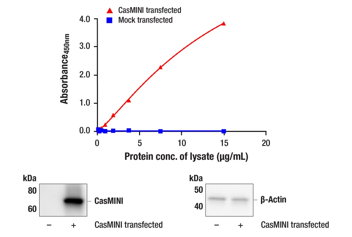 ELISA Image 1: PathScan<sup>®</sup> RP CasMINI Sandwich ELISA Kit