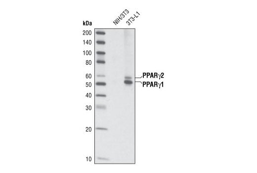 Western Blotting Image 1: PPARγ (C26H12) Rabbit mAb (BSA and Azide Free)
