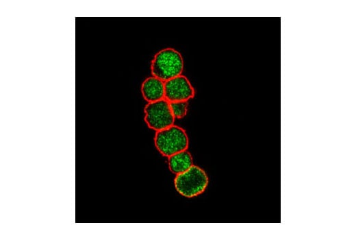 Immunofluorescence Image 1: AML1 (D33G6) XP<sup>®</sup> Rabbit mAb (BSA and Azide Free)