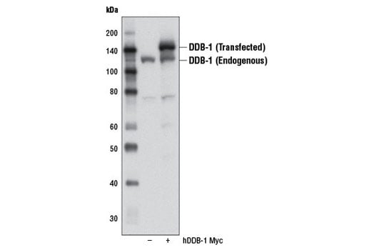undefined Image 15: Ubiquitin E3 Ligase Complex Antibody Sampler Kit