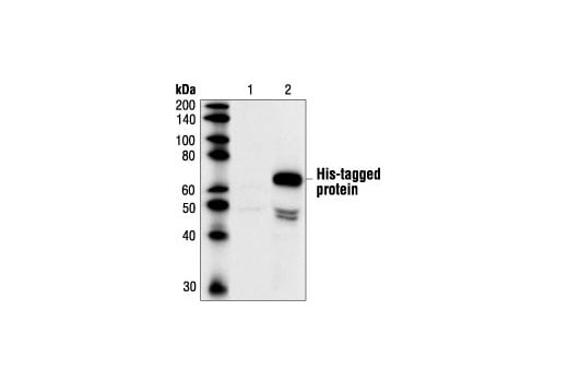 Immunoprecipitation Image 1: His-Tag (27E8) Mouse mAb