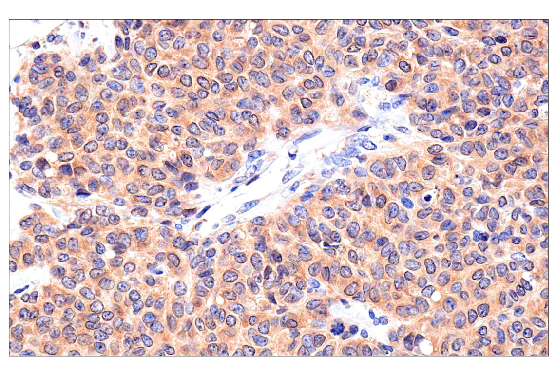 Immunohistochemistry Image 2: Caspase-8 (F5K9P) Rabbit mAb (BSA and Azide Free)