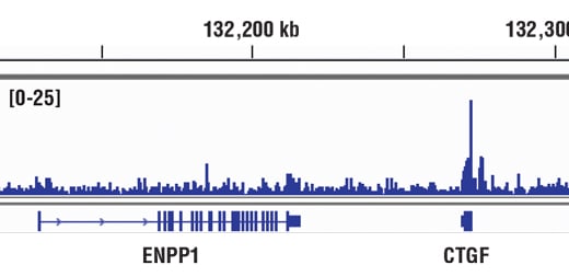 Chromatin Immunoprecipitation Image 1: YAP (D8H1X) XP<sup>®</sup> Rabbit mAb