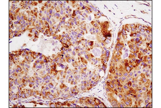 Immunohistochemistry Image 2: HSP60 (D6F1) XP<sup>®</sup> Rabbit mAb (BSA and Azide Free)