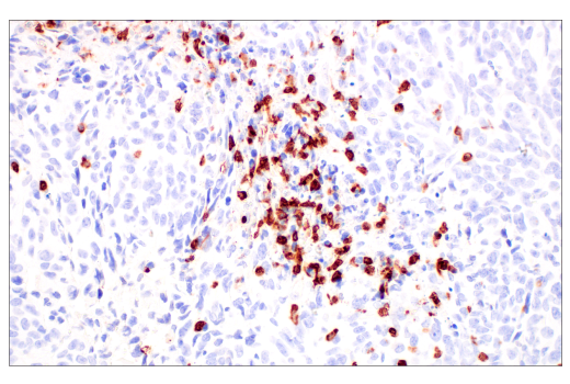 Immunohistochemistry Image 2: CD177 (E1V7N) Rabbit mAb (BSA and Azide Free)