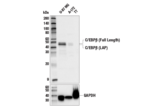 Western Blotting Image 1: C/EBPβ (E2K1U) Rabbit mAb (BSA and Azide Free)