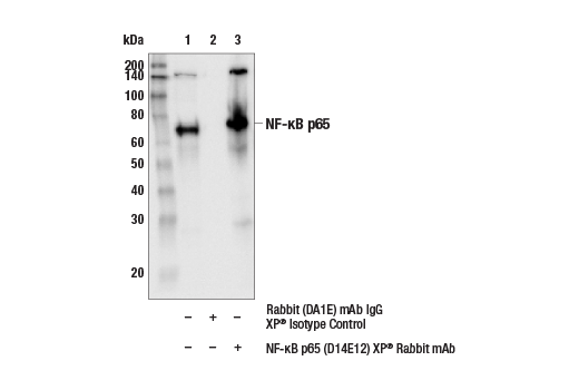 undefined Image 20: PhosphoPlus<sup>®</sup> NF-κB p65/RelA (Ser536) Antibody Duet