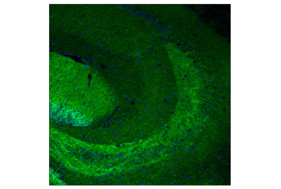 Immunofluorescence Image 1: p44/42 MAPK (Erk1/2) (137F5) Rabbit mAb
